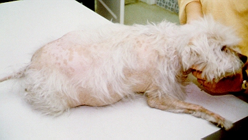 dog with Cushings Disease