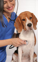 What is the correct aspirin dosage for dogs?